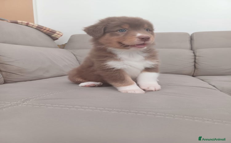 Australian Shepherd cani a Provincia di Lecco - Annuncio 1