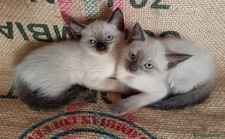 Siamese gatti a Provincia di Perugia - Annuncio 8