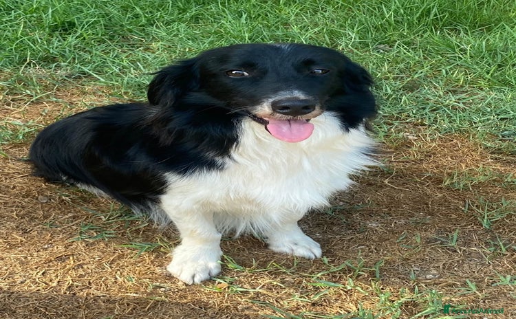 Border Collie cani - Annuncio 1