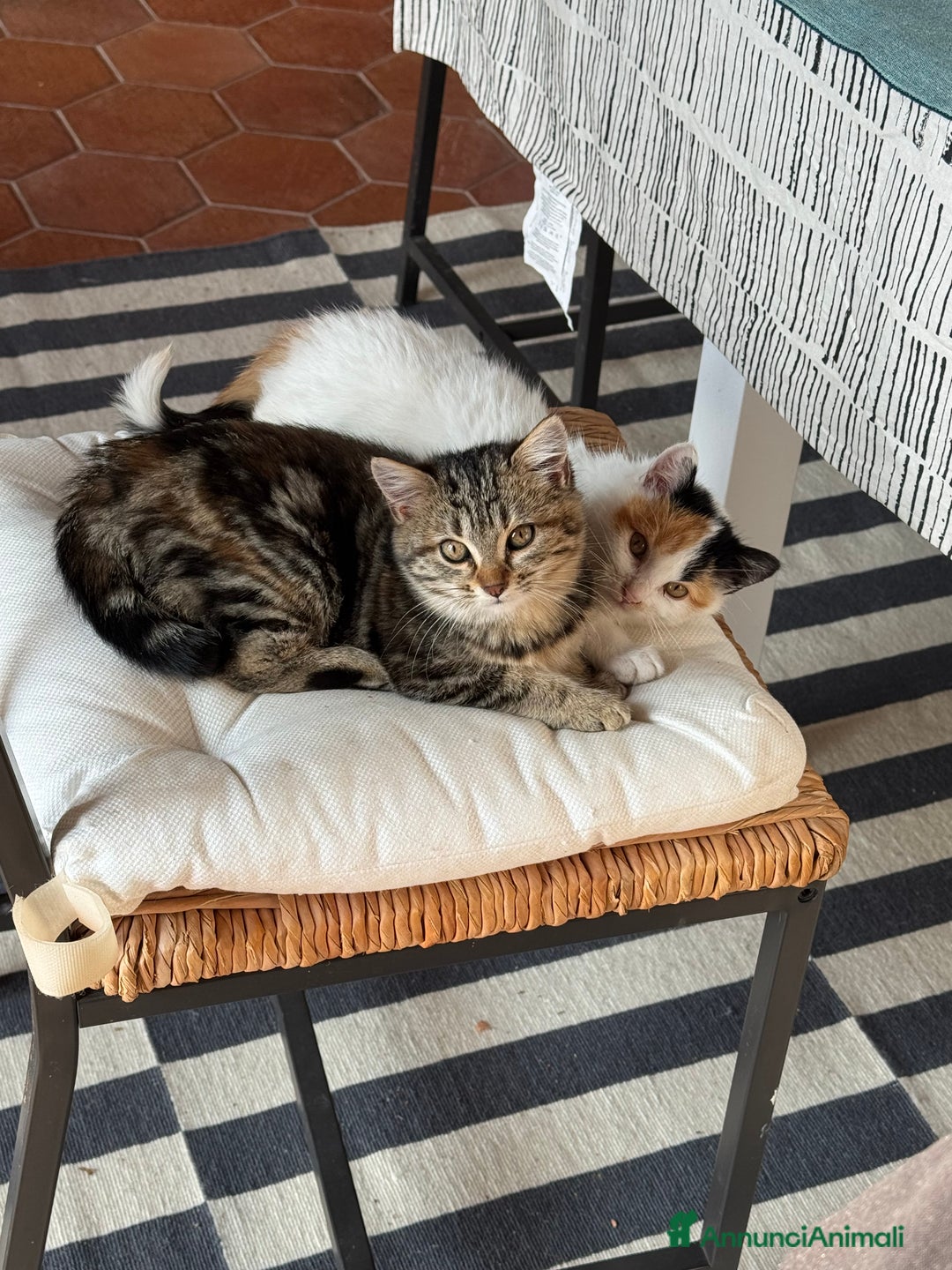 Altre razze gatti in regalo: Gattini di campagna - Annuncio 1