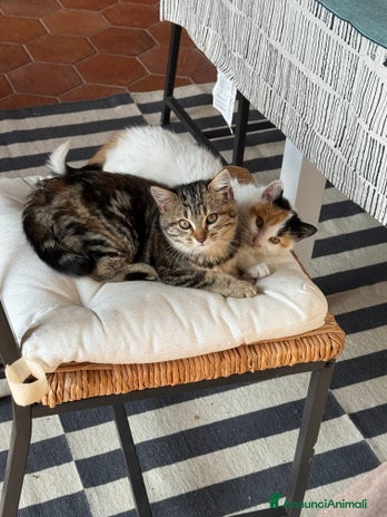 Altre razze gatti - Annuncio 3