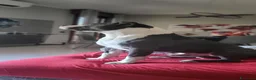 American Staffordshire cani per accoppiamento: Cerco Amstaff femmina per accoppiamento a Provincia di Modena - Annuncio 4