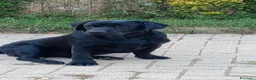 Labrador cani in regalo: Maschio adulto di Labrador  - Annuncio 3