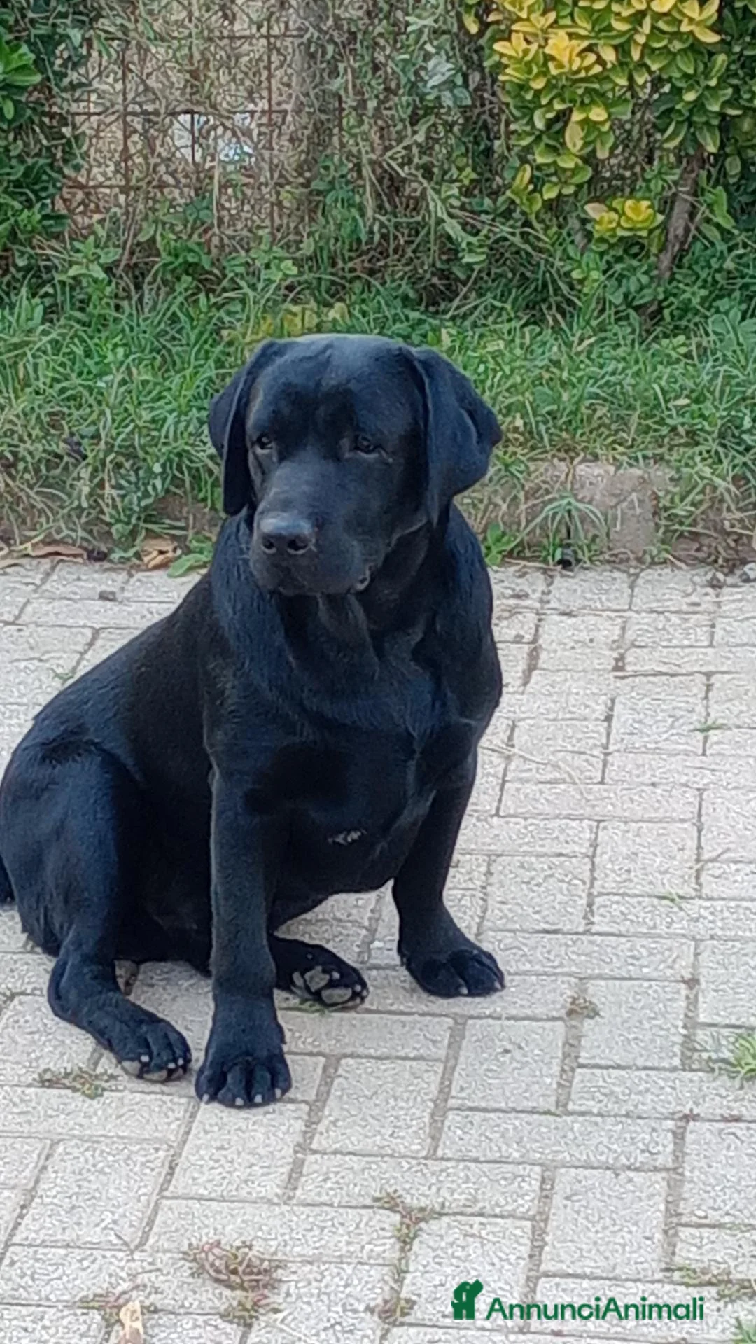 Labrador cani in regalo: Maschio adulto di Labrador  - Annuncio 3