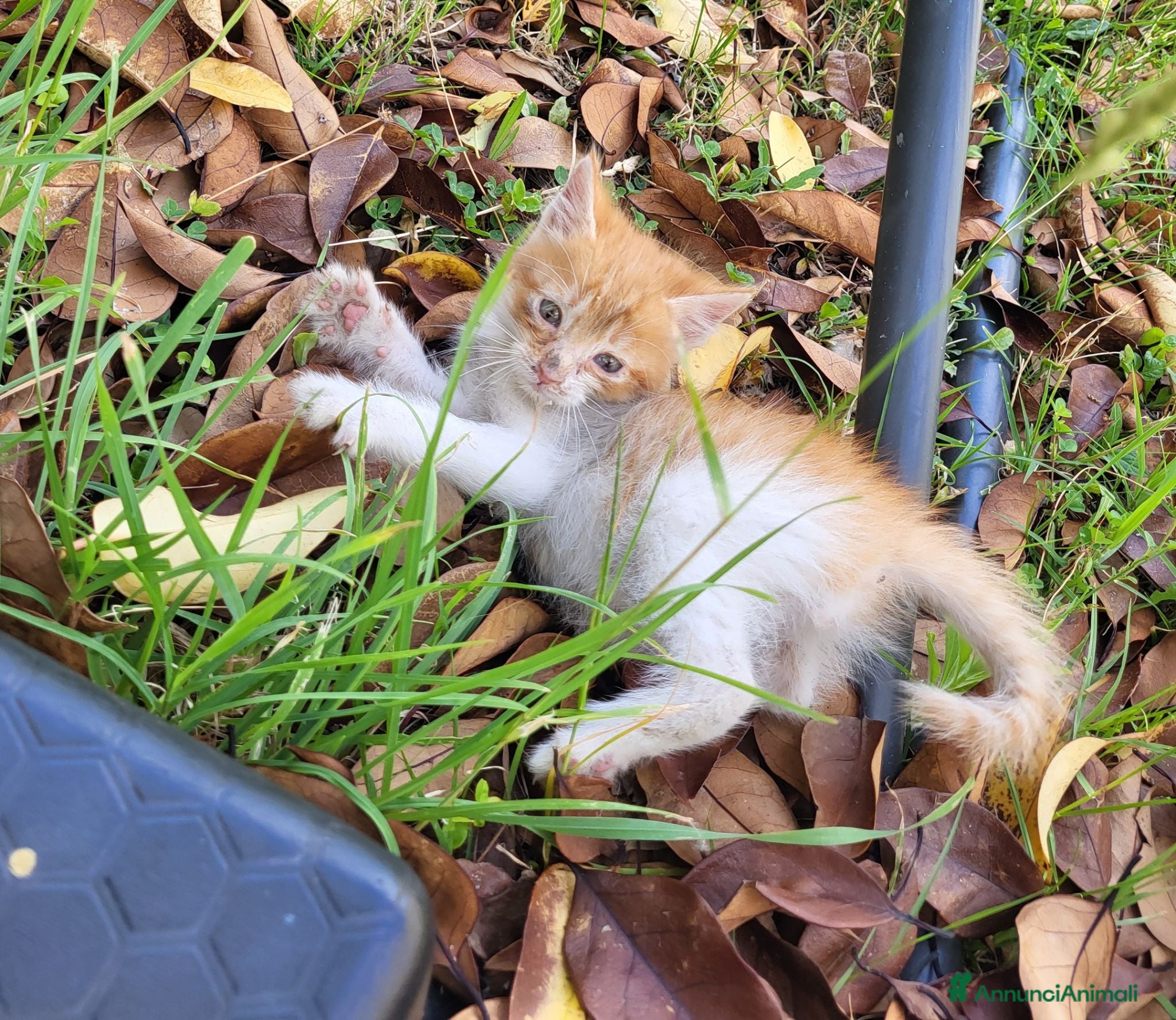 Meticcio gatti Cuccioli gattini  - Annuncio 1