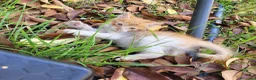 Meticcio gatti in regalo: Cuccioli gattini  - Annuncio 1