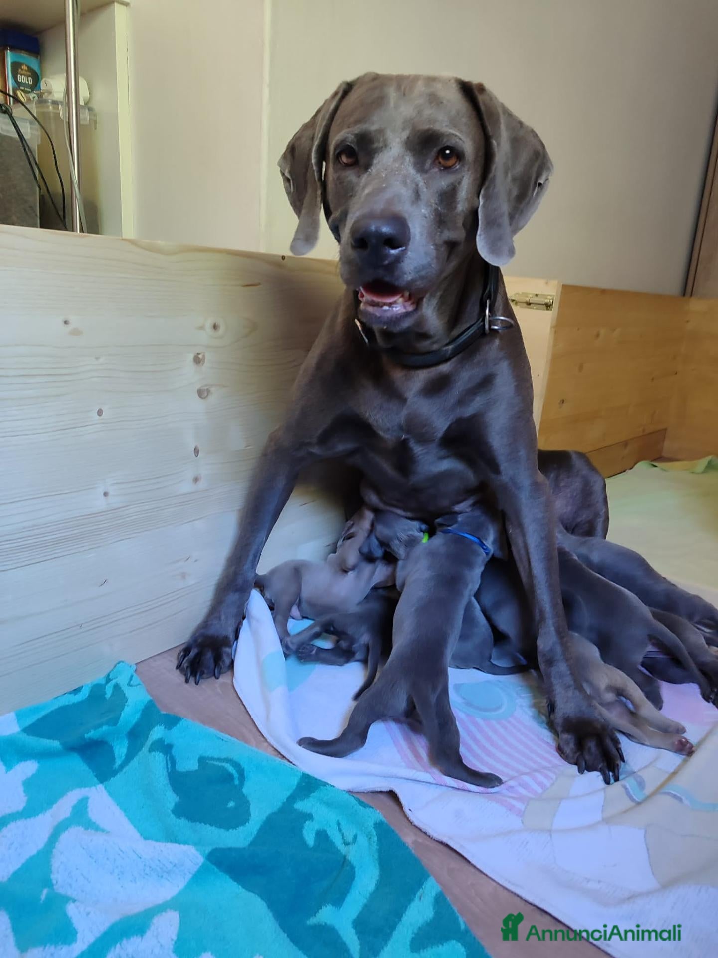 Weimaraner cani Weimaraner  - Annuncio 1