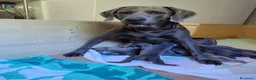 Weimaraner cani in vendita: Weimaraner  - Annuncio 1