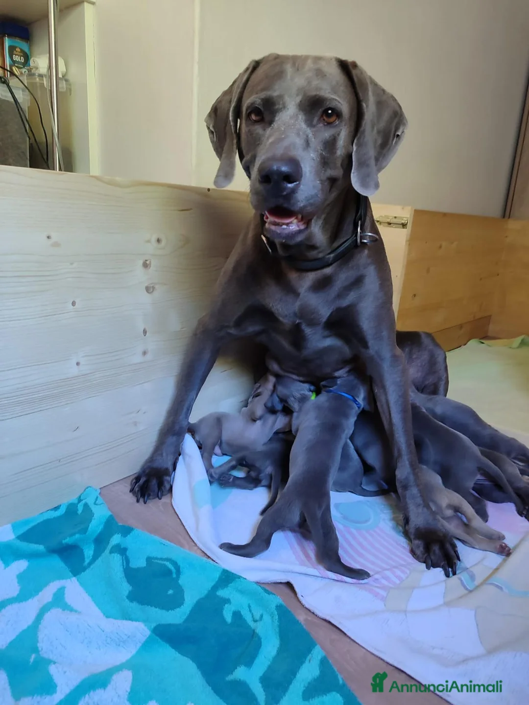 Weimaraner cani in vendita: Weimaraner  - Annuncio 1