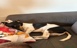 Jack Russell cani per accoppiamento: Charlie cerca fidanzatina !! - Immagine 10