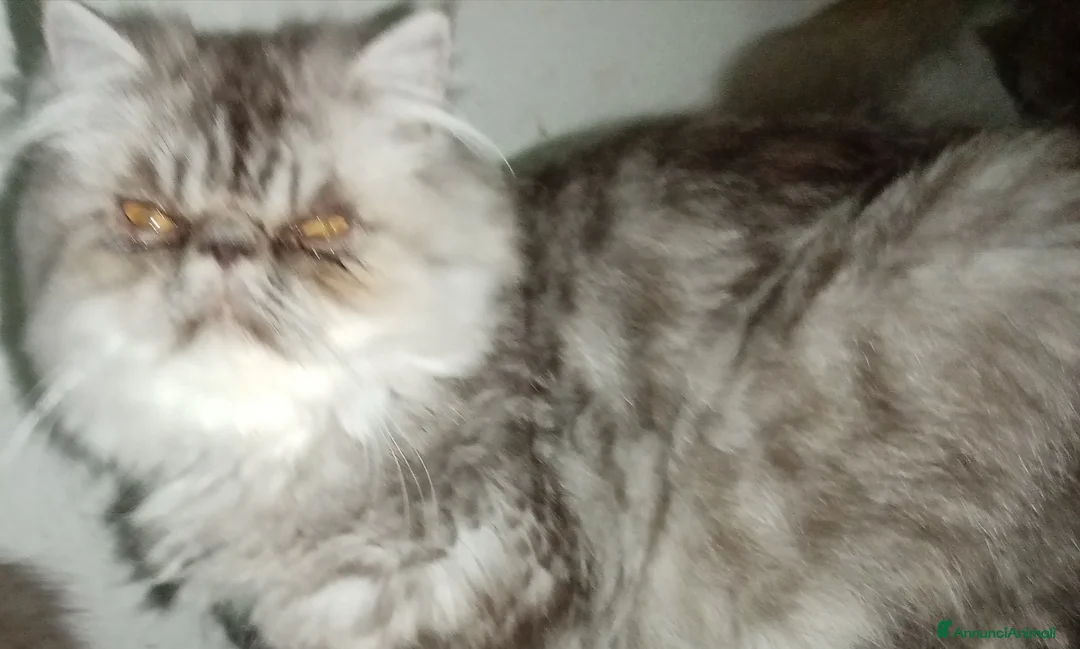 Persiano gatti in vendita: Gattini persiani pura razza  - Annuncio 3