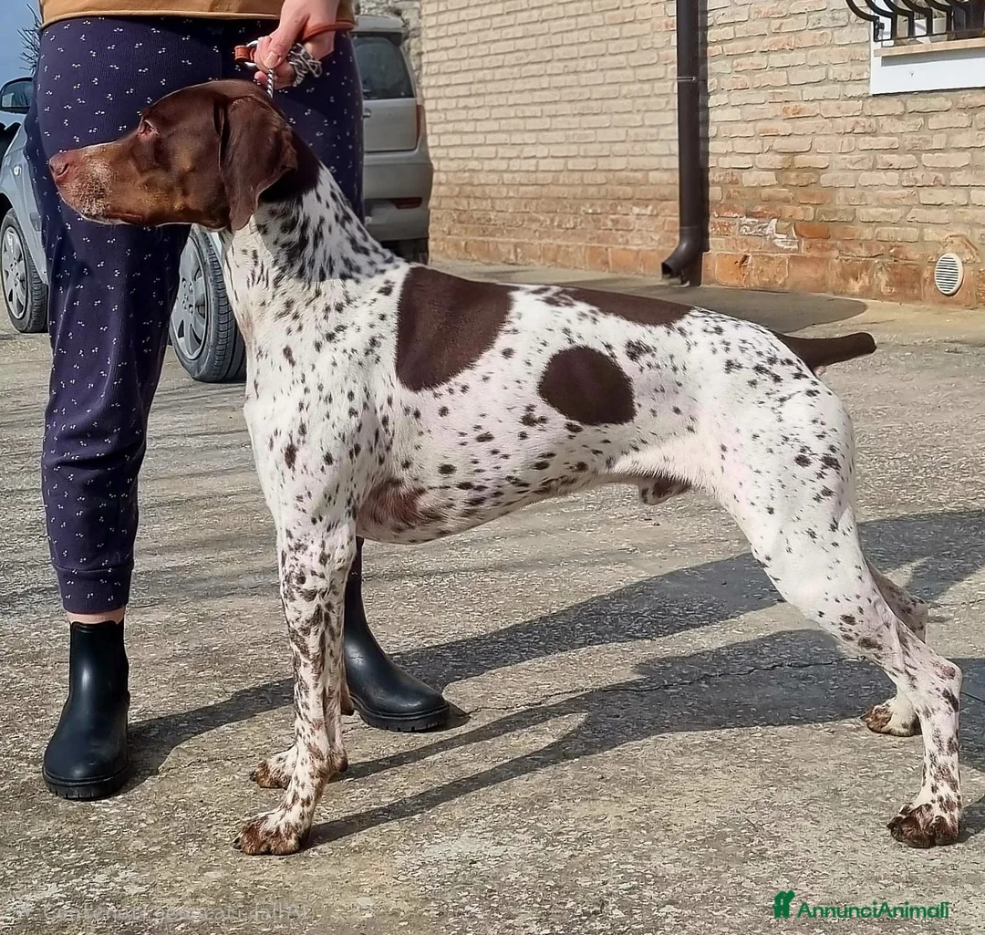 Bracco cani in regalo: Bracco francese  - Annuncio 1