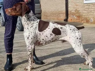 Bracco cani Bracco francese - Annuncio 1