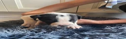 Meticcio cani in regalo: Regalo Cuccioli incrocio di Amstaff - Annuncio 2