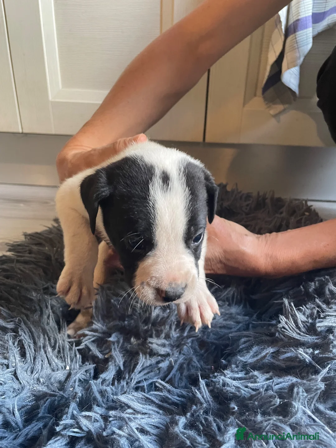 Meticcio cani in regalo: Regalo Cuccioli incrocio di Amstaff - Annuncio 2