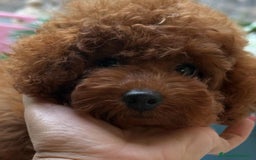 Barboncino cani in vendita: Barboncini piccoli nani color rosso scuro a Provincia di Savona - Immagine 6