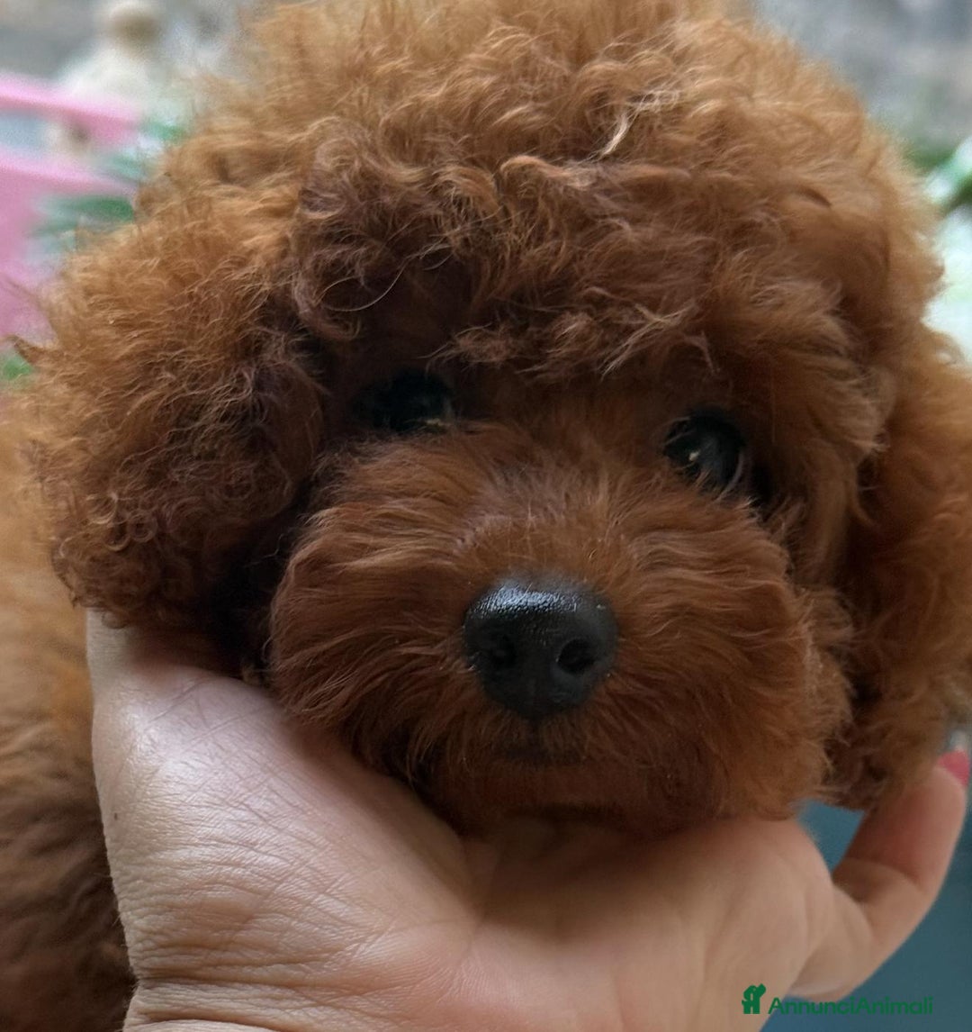 Barboncino cani in vendita: Barboncini piccoli nani color rosso scuro a Provincia di Savona - Immagine 6