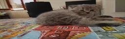 Scottish gatti in vendita: cuccioli di gatto scottish maschietti a Provincia di Catanzaro - Annuncio 6