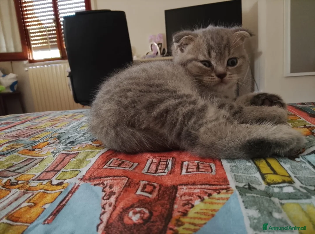 Scottish gatti in vendita: cuccioli di gatto scottish maschietti a Provincia di Catanzaro - Annuncio 6