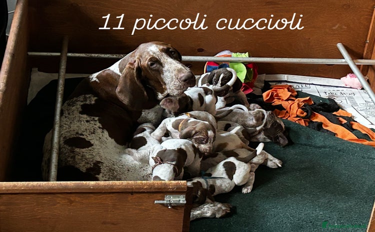 Bracco cani a Provincia di Biella - Annuncio 13