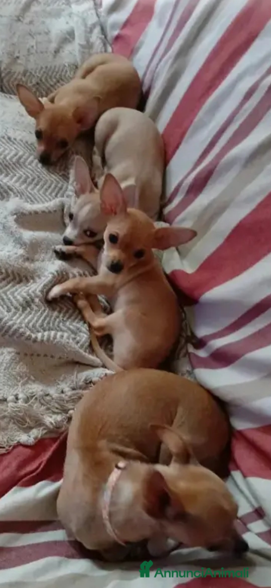 Chihuahua cani in vendita: Chihuahua cucciolini  bellissimi - Annuncio 7