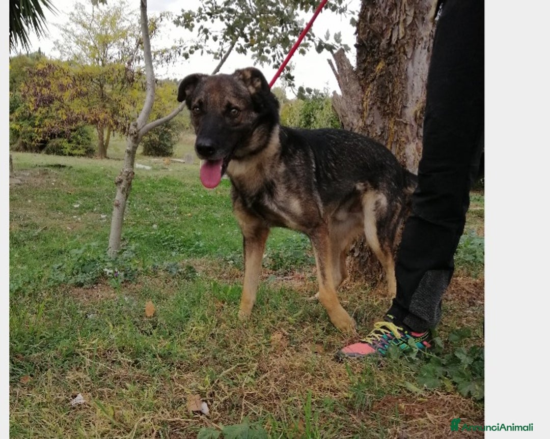 Meticcio cani in regalo: Hermes, dolcissimo, taglia media  a Roma - Annuncio 2