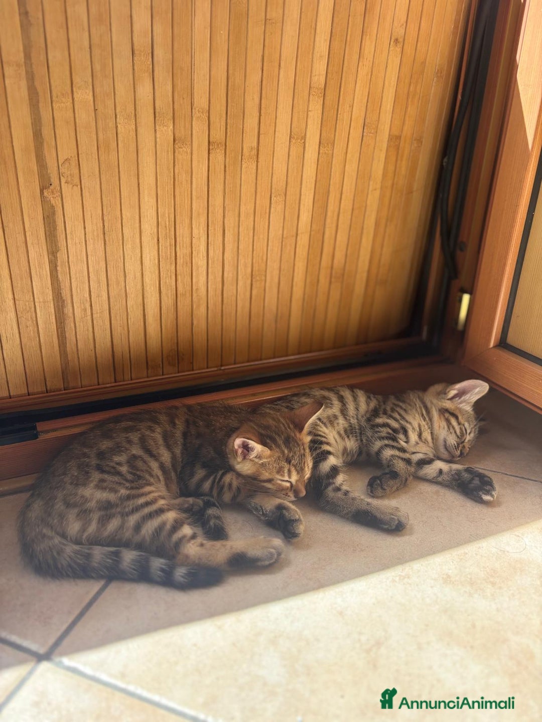 Bengala gatti in vendita: Cuccioli di bengala  a Città Metropolitana di Torino - Immagine 3