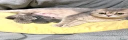 Scottish gatti in vendita: Disponibili ultimi 2 maschietti scottish straight a Provincia di Monza e della Brianza - Annuncio 2