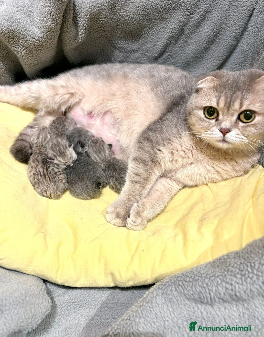 Scottish gatti in vendita: Disponibili ultimi 2 maschietti scottish straight a Provincia di Monza e della Brianza - Annuncio 2