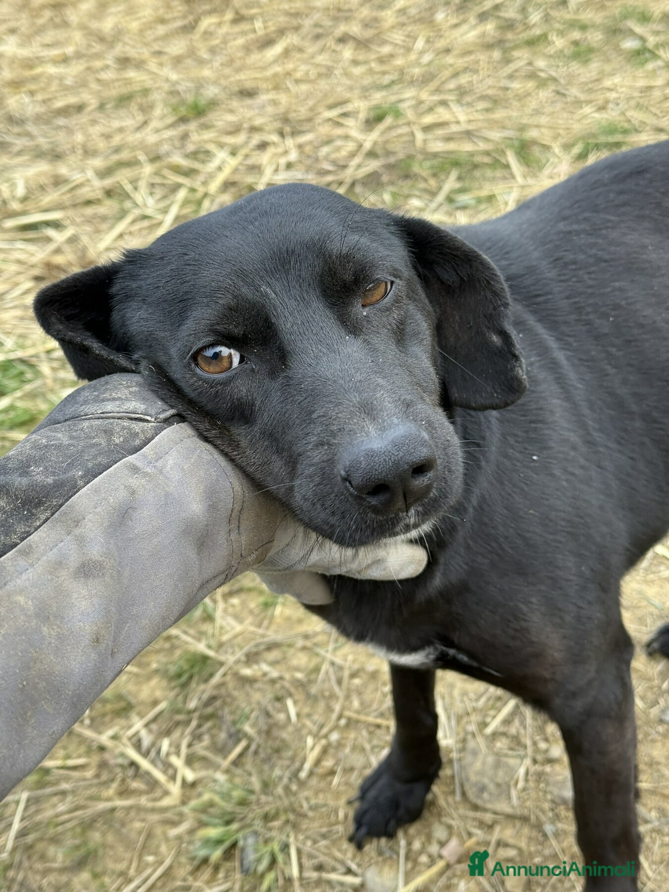 Meticcio cani ZARA, in canile è tristissima! Aiutiamola! - Annuncio 2
