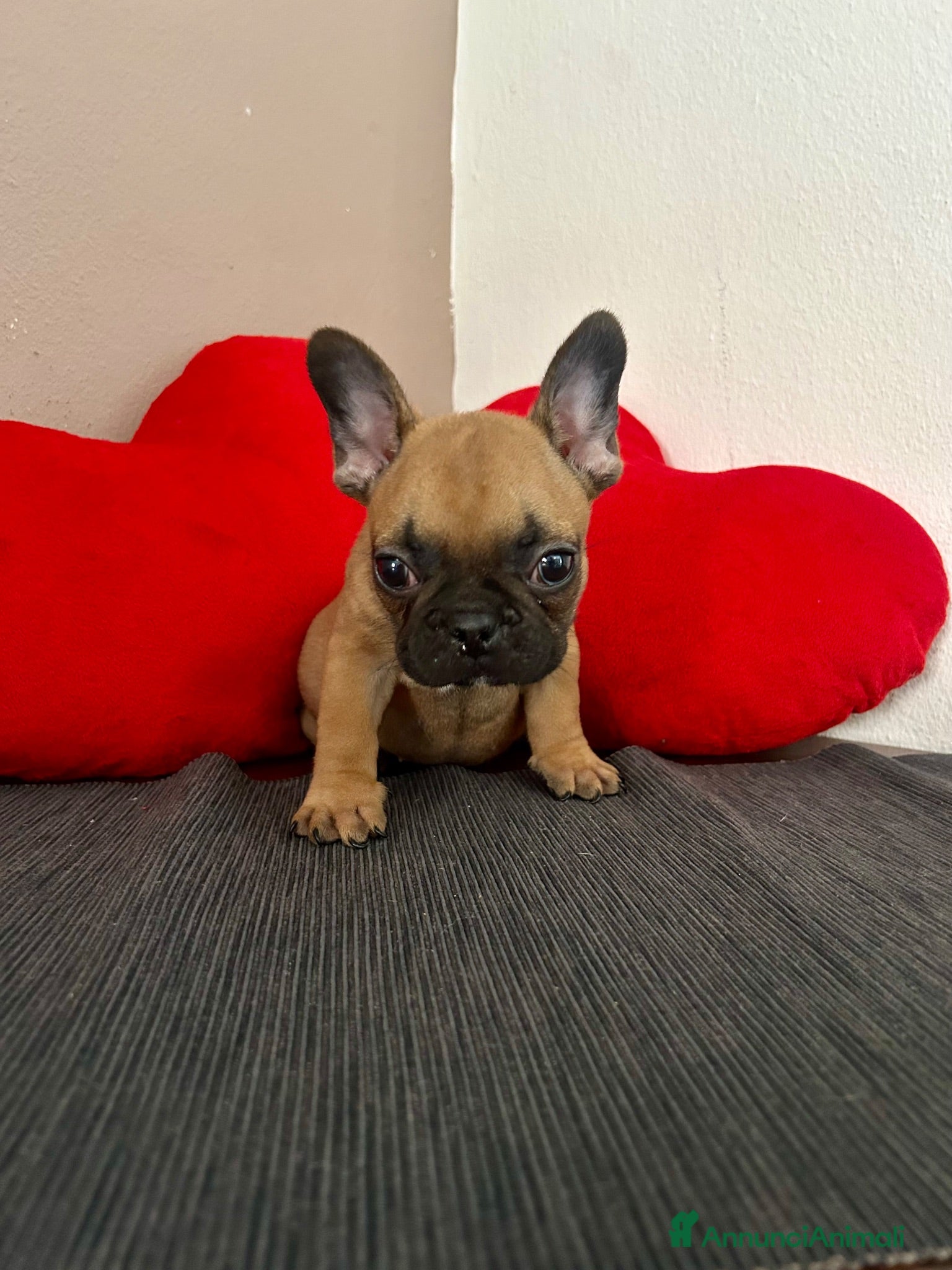 Bulldog Francese cani Cucciolo di bulldog francese Mini Toy  - Annuncio 2