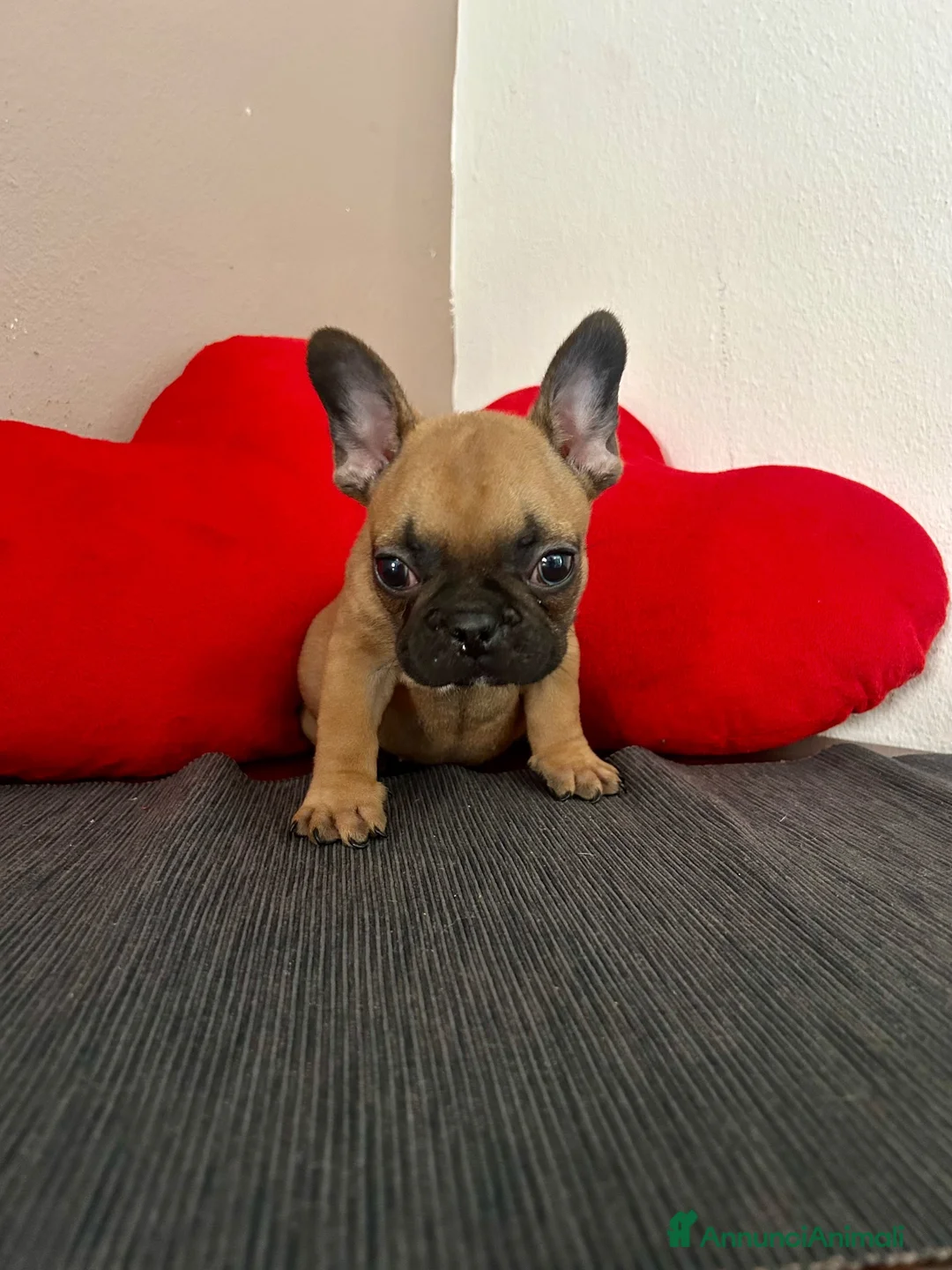 Bulldog Francese cani in vendita: Cucciolo di bulldog francese Mini Toy  - Annuncio 1