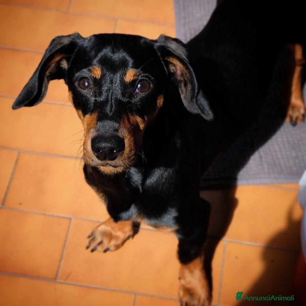 Meticcio cani in regalo: CAGNOLINO  - Annuncio 3