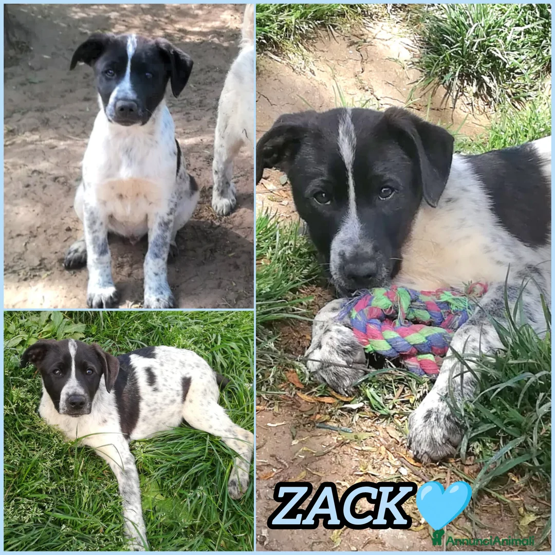 Meticcio cani in regalo: ZACK MIX SETTERINO  a Provincia di Varese - Annuncio 2