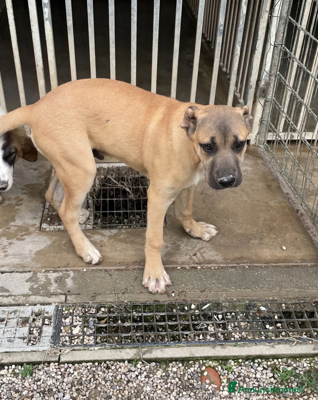 Meticcio cani in regalo: Adotta Ronnie 7 mesi - Annuncio 3