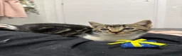 Europeo gatti in regalo: Cuccioli di 2 mesi in adozione a Provincia di Verona - Annuncio 2