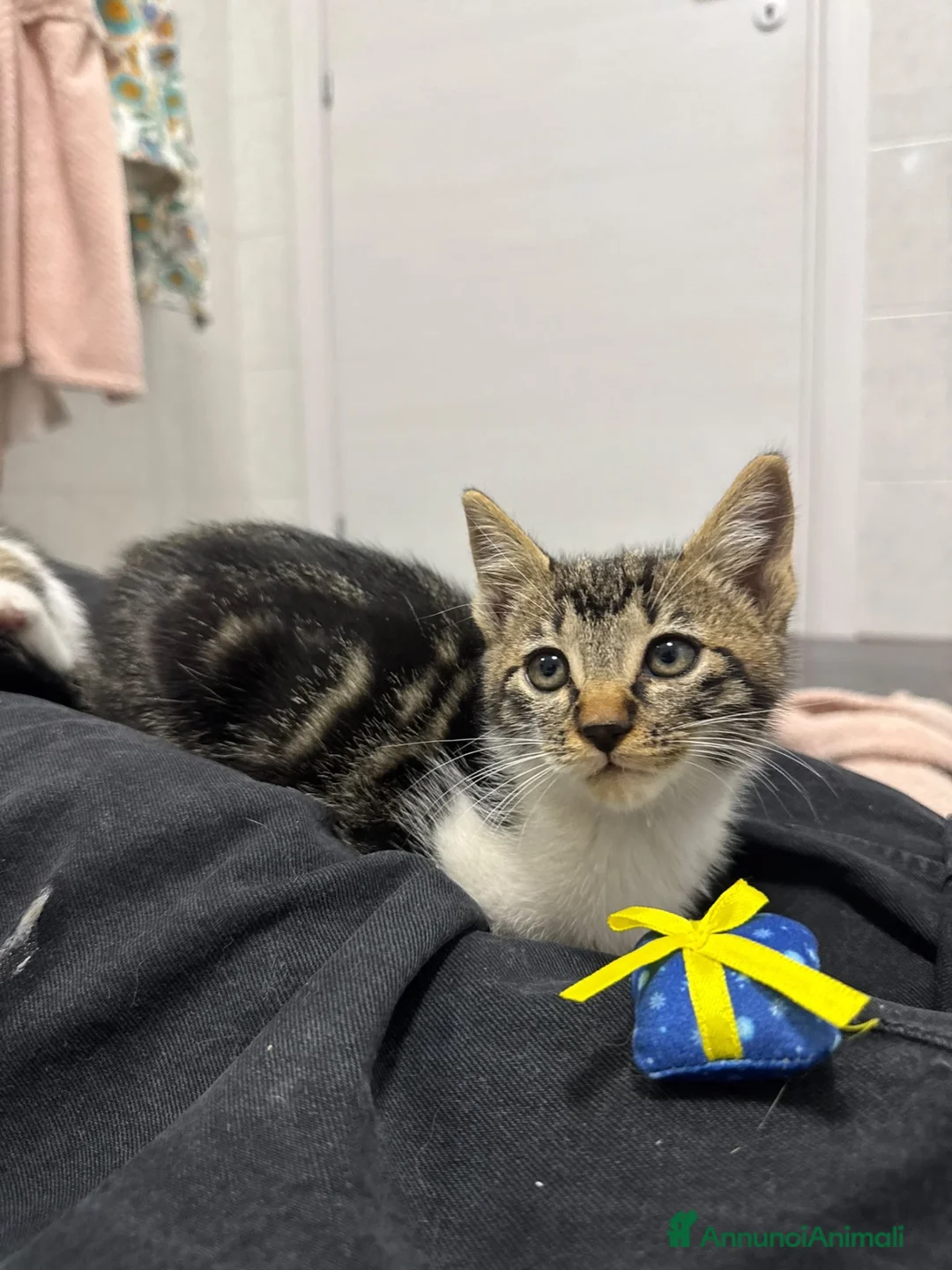 Europeo gatti in regalo: Cuccioli di 2 mesi in adozione a Provincia di Verona - Annuncio 2