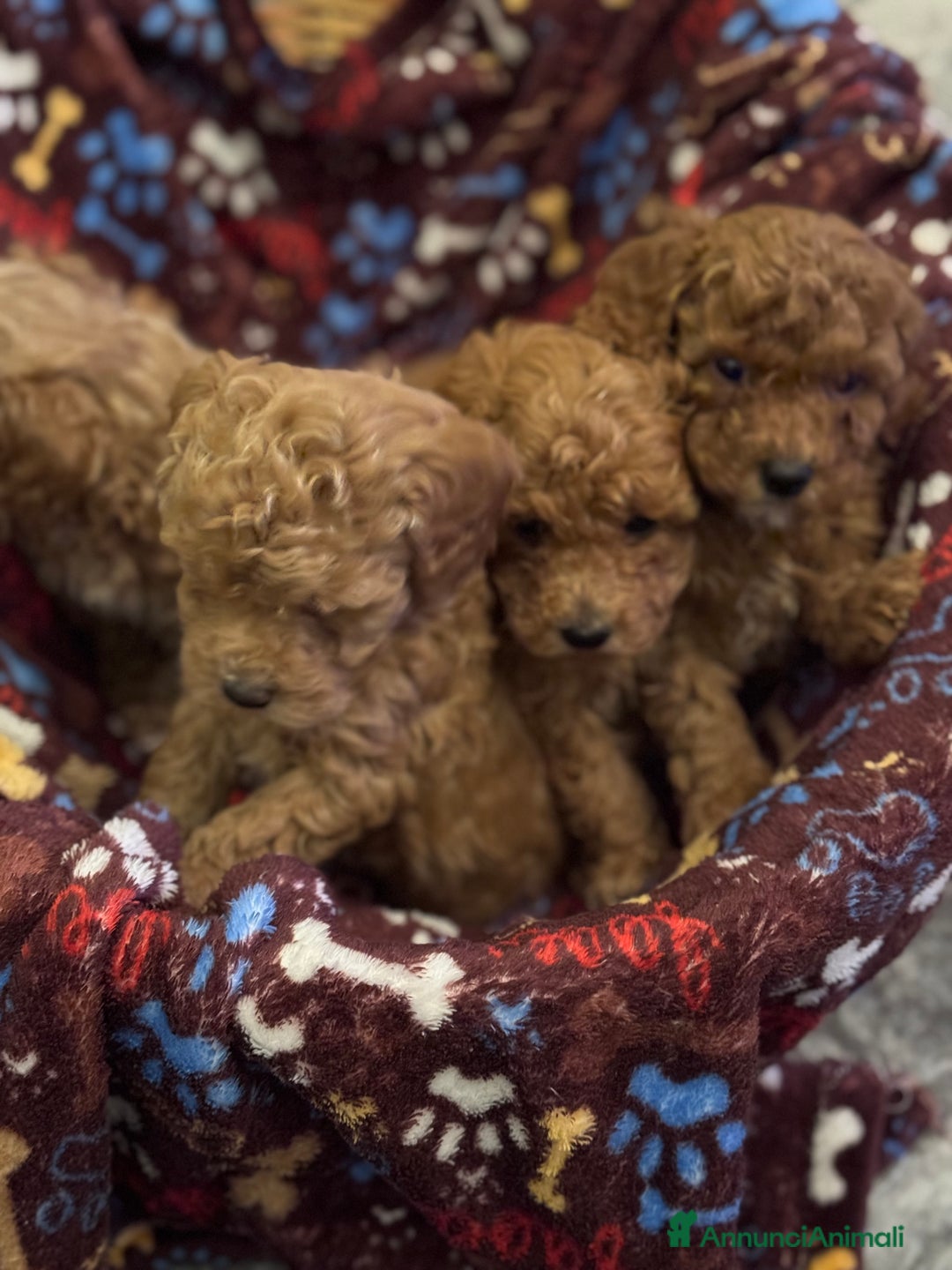 Barboncino cani in vendita: Vendita cuccioli barboncini nani - Annuncio 16
