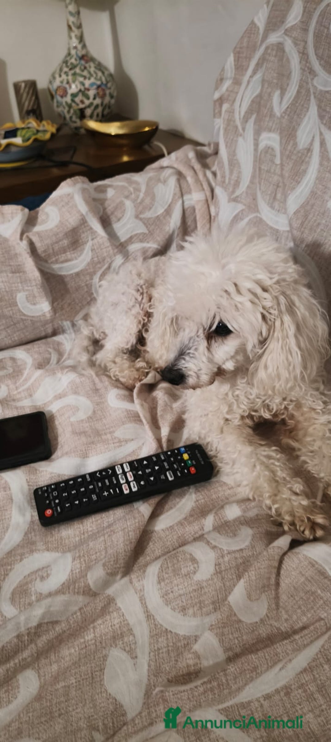 Barboncino cani in regalo: Ariel - Annuncio 3