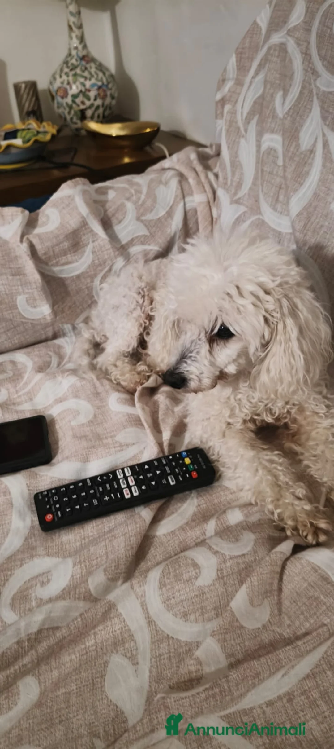 Barboncino cani in regalo: Ariel - Annuncio 3