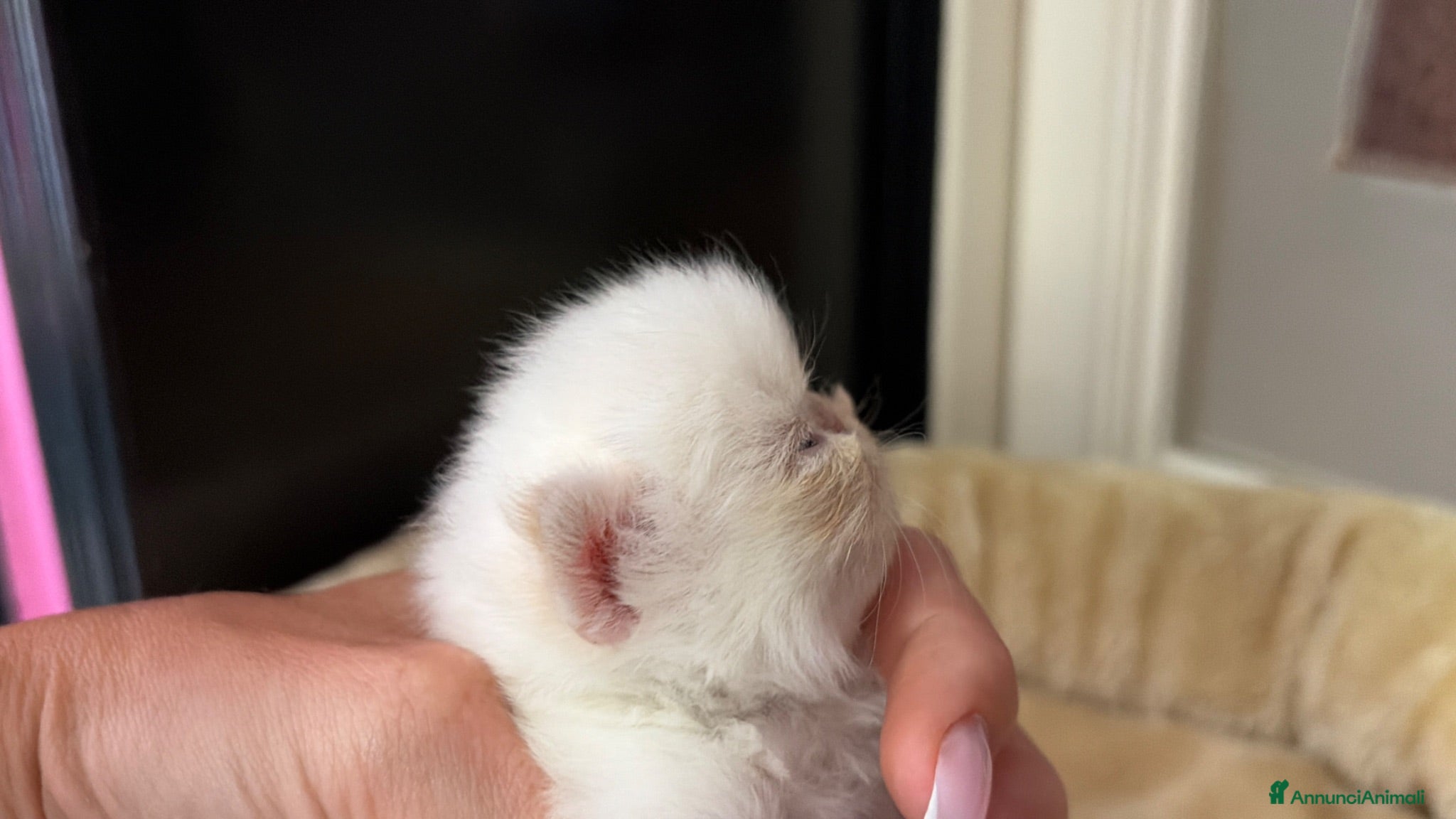 Persiano gatti gattina persiana - Annuncio 3