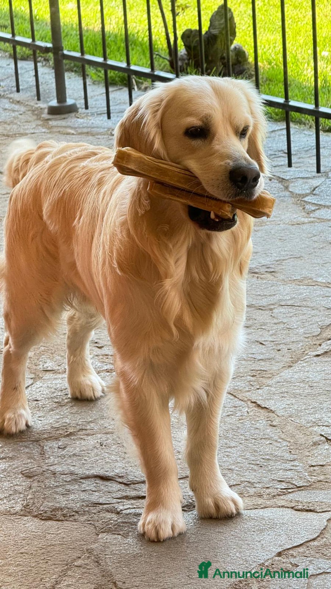 Golden Retriever cani per accoppiamento: Sean cerca fidanzata 🥰 - Annuncio 1