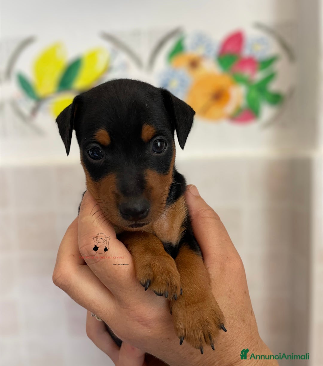 Pinscher Miniatura cani in vendita: Pinscher nano  a Voghera - Immagine 2