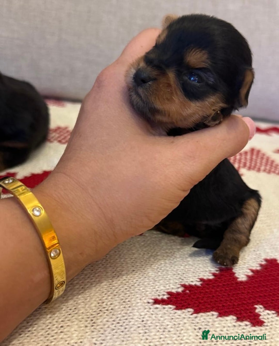 Yorkshire cani in vendita: Cuccioli di Yorkshire Terrier - Annuncio 4