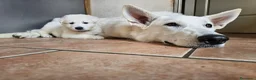 Pastore Svizzero cani in vendita: cucciolo pastore svizzero bianco a pelo lungo  - Annuncio 8