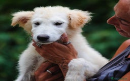 Meticcio cani in regalo: Juri, 4 mesi a Provincia di Bergamo - Immagine 2