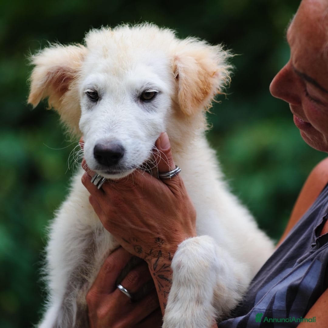 Meticcio cani in regalo: Juri, 4 mesi a Provincia di Bergamo - Immagine 2