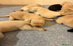 Labrador cani in vendita: Cuccioli Labrador  a Provincia di Bergamo - Immagine 5