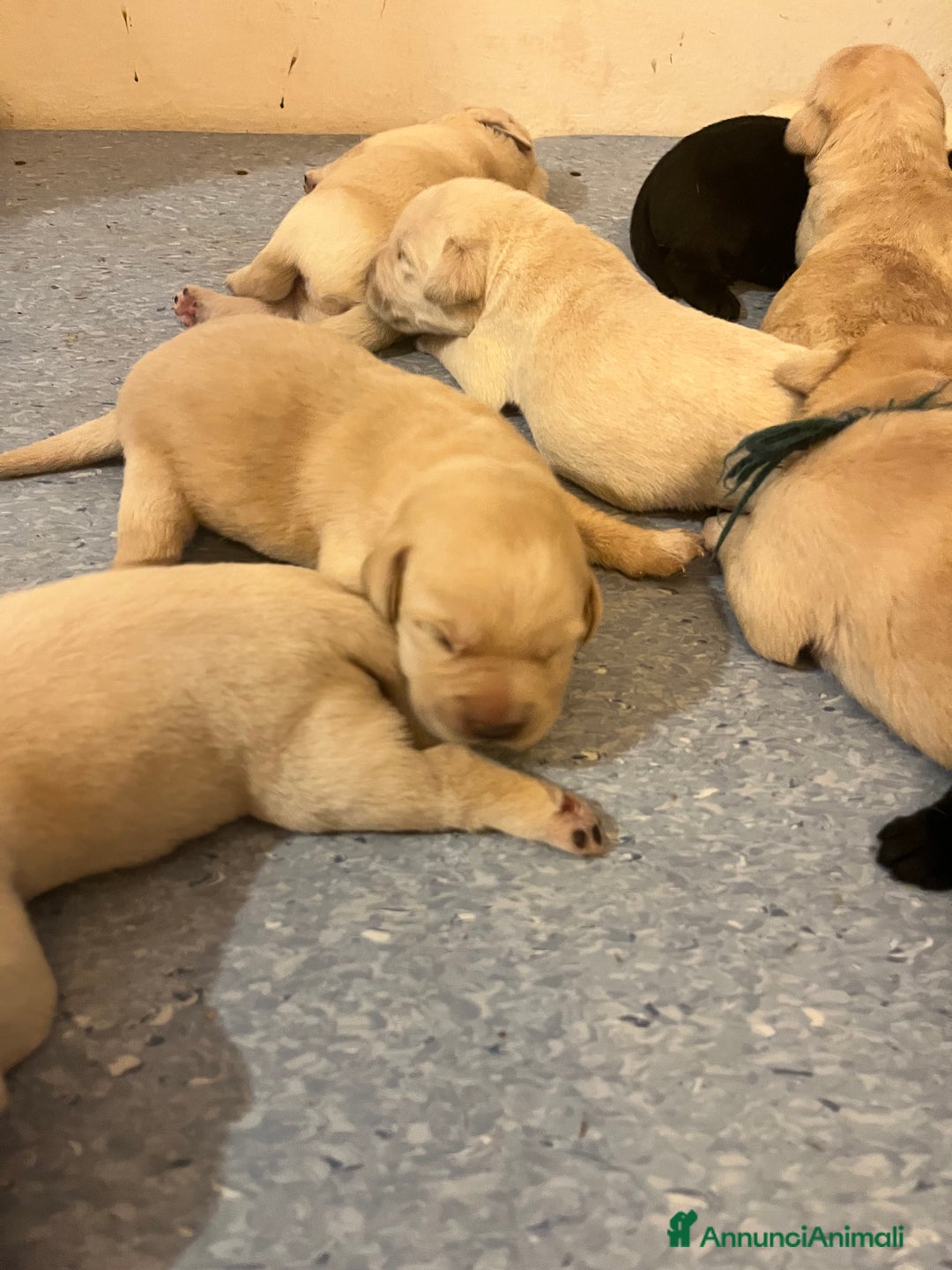 Labrador cani in vendita: Cuccioli Labrador  a Provincia di Bergamo - Immagine 5