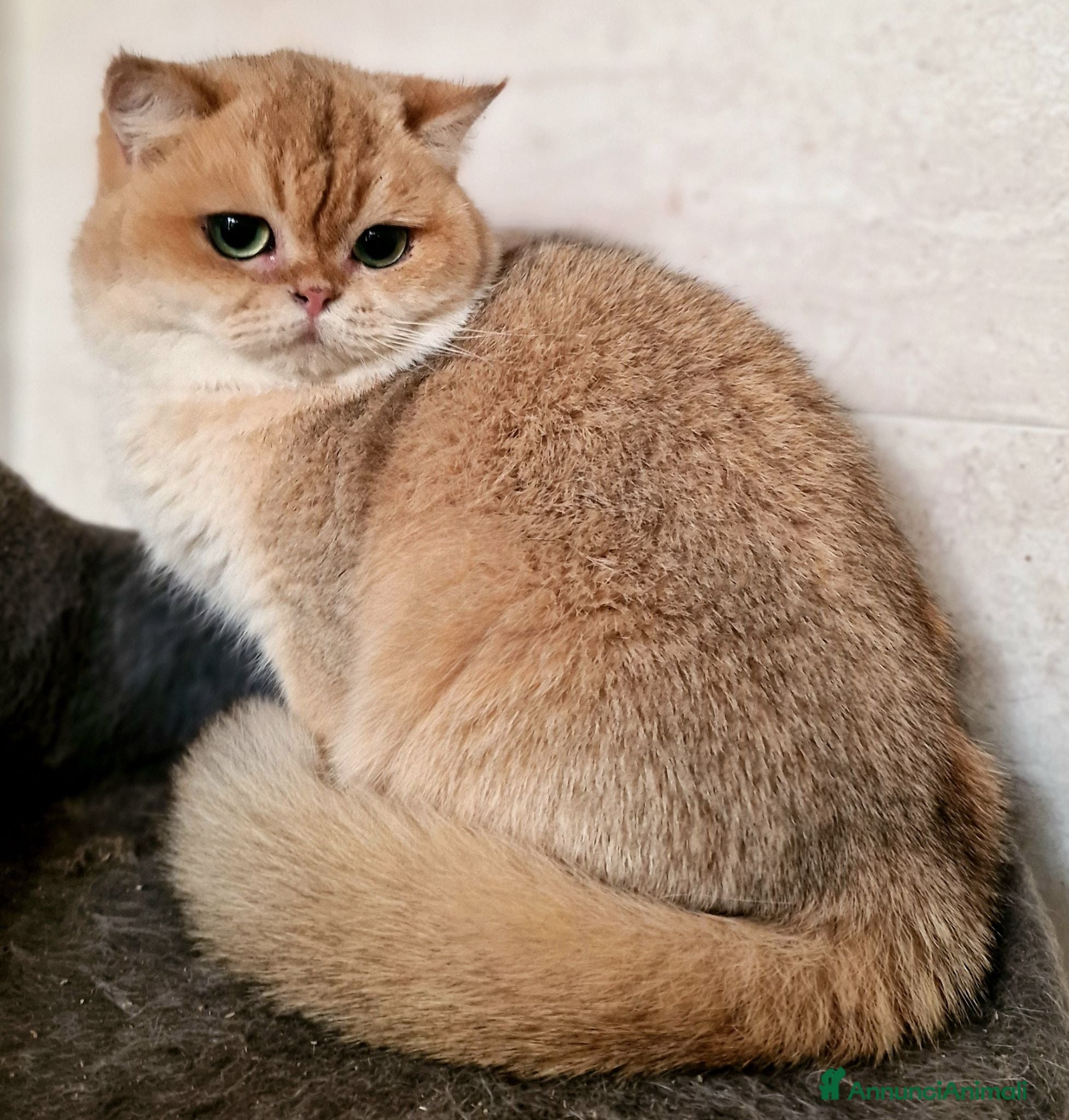 British gatti British shorthair Golden Shell  - Annuncio 7